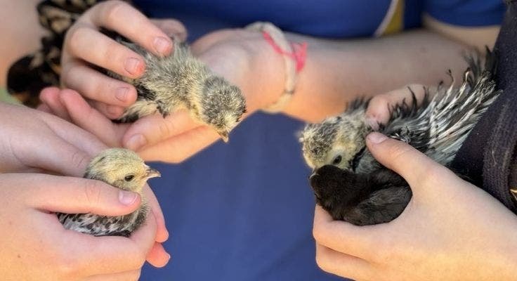 three sets of hands each holding a chick